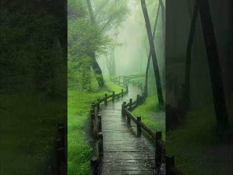 RAINFALL WEAVES A SOOTHING MELODY THROUGH THE LUSH RAIN FOREST #rainsounds #rainforest #shorts