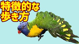 【鳥観察】ゴシキセイガイインコはどう歩く？【Rainbow Lorikeet】