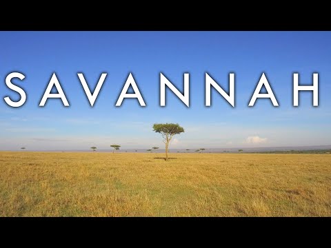 The Savannah Biome - Biomes #2