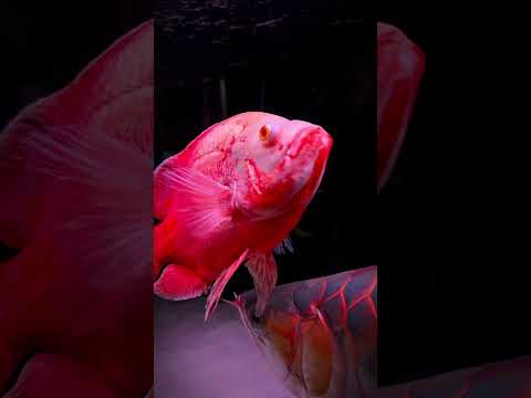 This Oscar Fish is a Living Work of Art! 🎨🐟