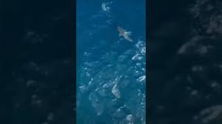 killer whaletakes out great white sharkplusslow motion Amazing360p