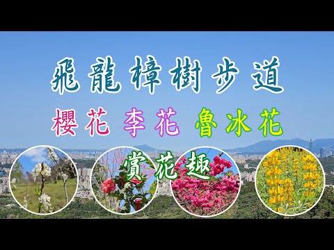 櫻花、李花、魯冰花滿開中，賞花要趁早。飛龍步道--樟樹步道--貓空纜車站，賞完花後品嘗免費道地鐵觀音熱茶。