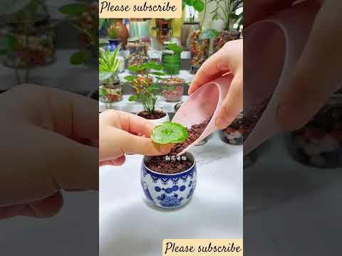How to grow 🌵😅 indoor plants without soil #shorts#short#ashortaday#plants #water#soil #msbro