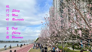 城門河畔 | 櫻花 | 富士櫻 | 石門站Shing Mun Riverside | Cherry Blossoms | Fuji Cherry Blossoms | Shek Mun Station