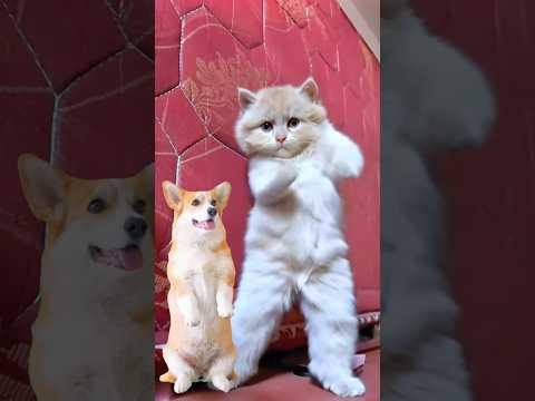 Big Cat Dancing Video 🐈 #catdance #dogdance #puppydance