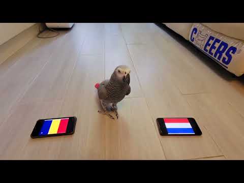 Romania vs Netherlands ・UEFA Euro 2024・football predictions