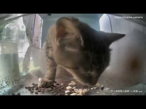 Watch a cat eat until it completely stops yea