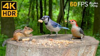 Cat TV for Cats to Watch 😺 Endless Chipmunks, Birds, Squirrels 🐿 Cat Games 4K HDR 60FPS