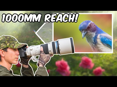 Olympus 150-400mm 1.25x f/4.5 Review for Wildlife/Bird Photography