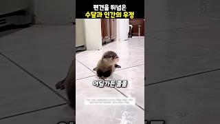 편견을 뛰넘은 수달과 인간의 우정