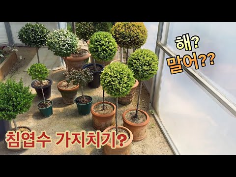 침엽수 가지치기 해? 말어?