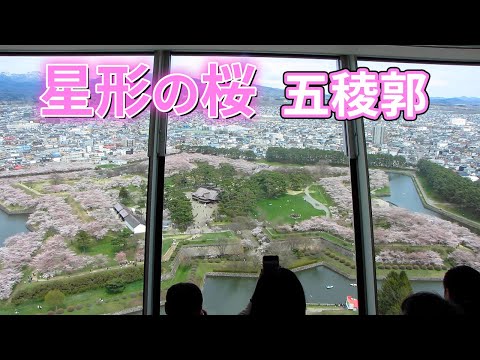 五稜郭の星形、薄桃色に色づく