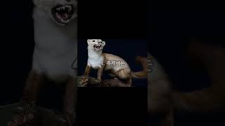 족제비 특징 5가지