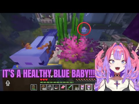 Vivi is Carrying On Pekora’s Legacy… A New Blue Axolotl is Born! [Hololive] [Minecraft]