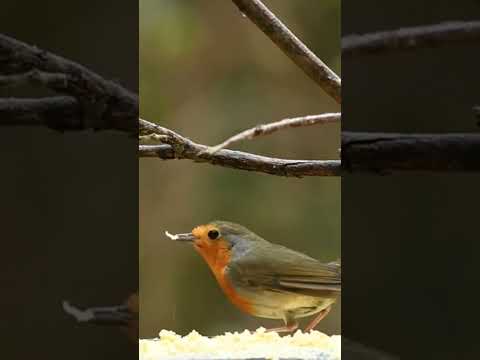 Selamat pagi | Meditasi #shorts #nature #birds
