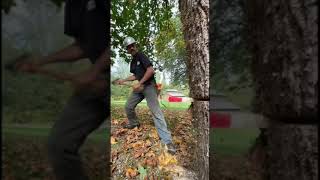Inbred Jed sending over a Bigleaf Maple