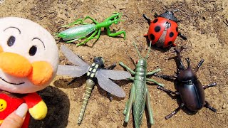 公園にいろいろな虫が隠れているよ！虫さんのかくれんぼ  アンパンマン と昆虫採集　カブトムシ トンボ てんとう虫　バッタ　かまきり　Bug Hunting!    Pretend Play!!