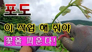 [텃밭농부. 1,057]  포도 본잎이 9장 되면 이작업 해야 꽃을 피운다 #포도재배
