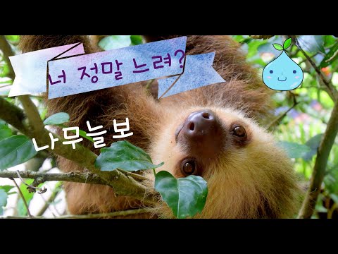 sloth