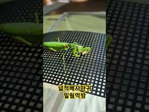 넓적배사마귀