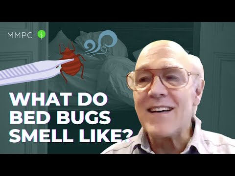 What Do Bed Bugs Smell Like? — An Entomologist Explains | MMPC