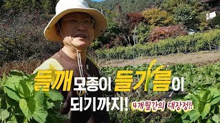 들깨 모종이 들기름이 되기까지! 4개월간의 대장정!! :: 전피디의 시골살이 19화