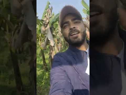 kele ki kheti