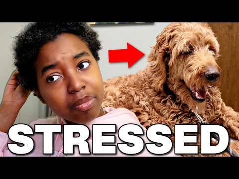 TAKING MY DOG TO THE VET *stressed*