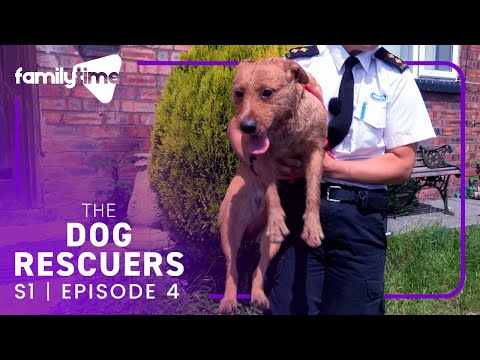 The Dog Rescuers | S1E4 | Good Dogs Bad Owners