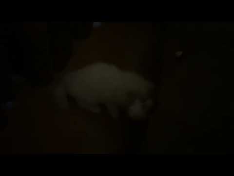 cat footage!