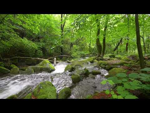 Harmonious Forest Sounds, Stream Sounds, Lovely Birds Chirping