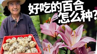 百合怎么种 - 百合不仅花好看，它的根好吃又有营养，大家赶快跟我一起种