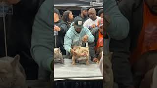 Step off from rumble in the jungle..#Exotics #RumbleInTheJungle #Viral #ViralVideo #Bully #Micro