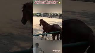 What’s This Horse Doing? 🐴😂 Sanctuary of Truth Pattaya #BearVsHorse  #ThailandTravel #shorts #Tours