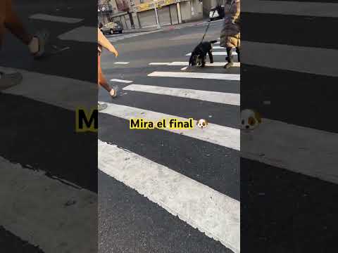 #🐶😂mira el final 🐶😂