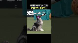 만취 연기까지 가능한 고인물 강아지 배우