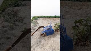 Farmer's Rat Hunting is Difficult 46 #hunt #rattrap #farming #survival #viralvideo