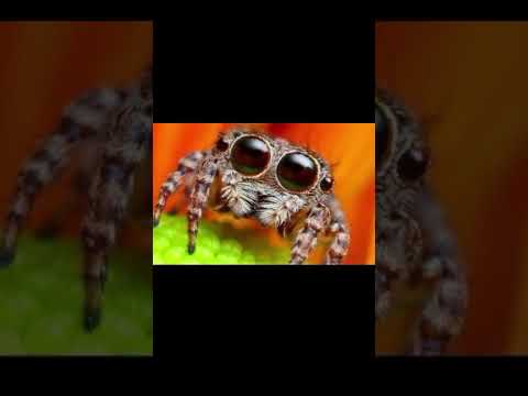 When I say I'm scared of spiders I don't mean this...........