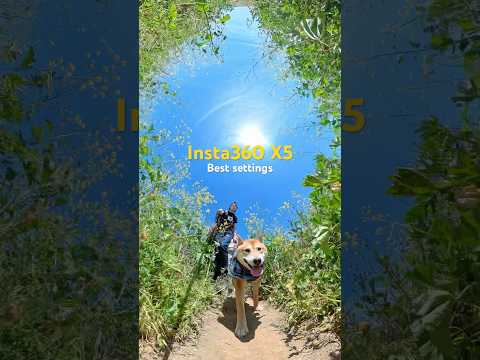 Insta360 X5 Dog Walking Angle You Must Try!