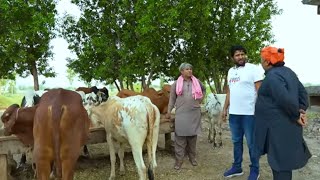 55 lakhs for cow sacrifice ?| Rana Ijaz Official #eidspecialprank#ranaijazfunnyvideo
