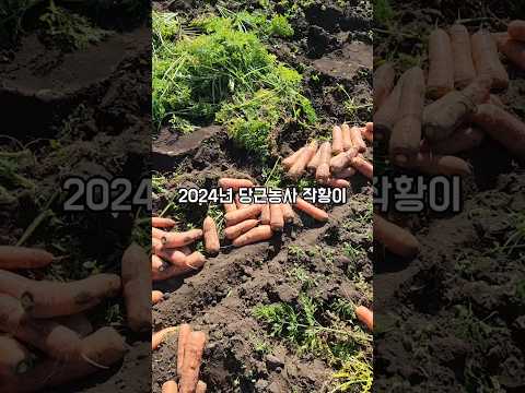 어느 초보 농사꾼의 당근 농사 이야기 #shorts #귀농귀촌 #구좌당근 #제주당근 #당근 #carrot #제주아재마켓
