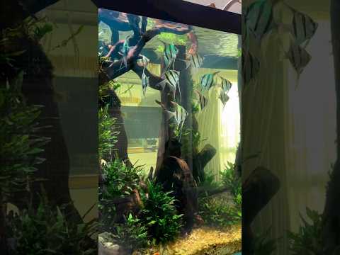 Pterophyllum Altum Orinoco aquarium design #shorts