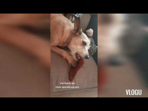 Dog loves treat.she even bring it to bed and sleep with her treat.