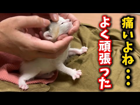 My kitten's eyes are in bad condition, so I'm trying my best to treat them with the medicine pres...