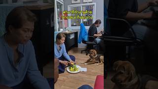 #น้องชาเขียว #คนรักสัตว์ #หมา #pets #doglife #สุนัข