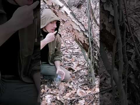 How to get birch sap #bushcraft #survival #outdoors