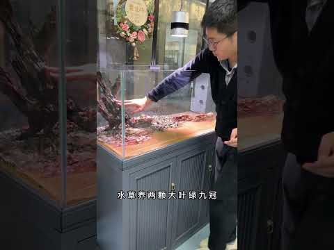 #溪流缸造景 #开缸养水 #溪流石 今天又开缸了，这次养水依然很快，准备养500天红绿灯