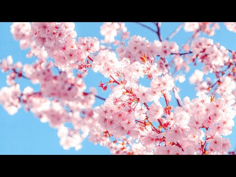 Blissful Piano Music | Instrumental Music | Aura Cleansing & Healing Music