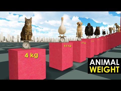 Comparison: Animal Weight