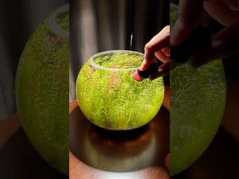 Magnetic algae scraper for planted bowl aquariums